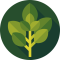 basil
